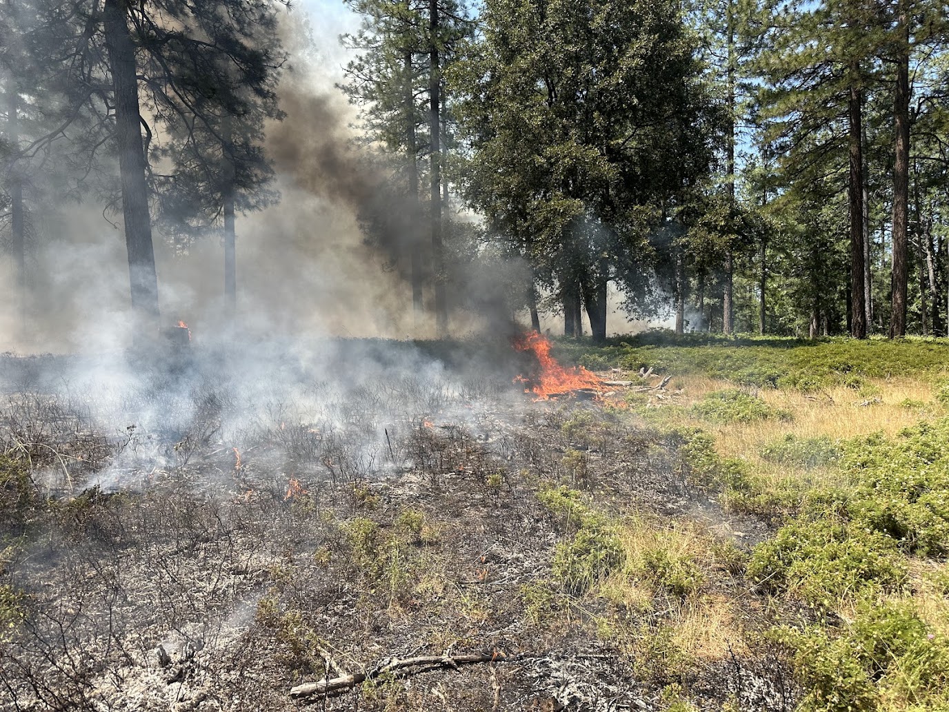 Prescribed Fire Burning in kit-kit-dizze